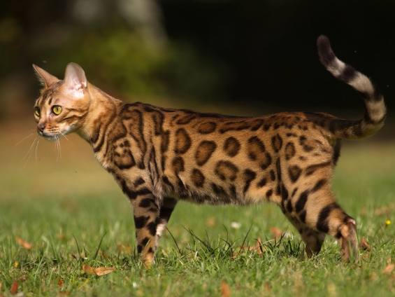 豹貓健康照顧 豹貓健康照顧