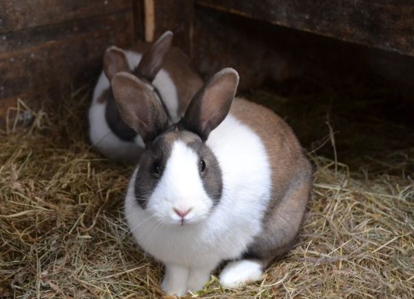 道奇兔購買指南 道奇兔購買指南