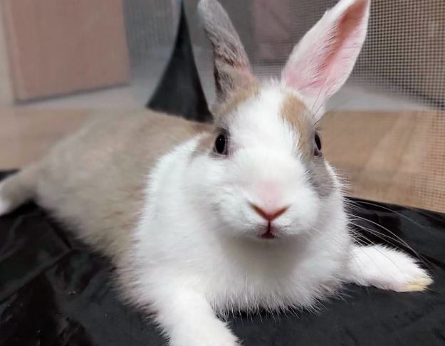 寵物兔飼養成本 寵物兔飼養成本