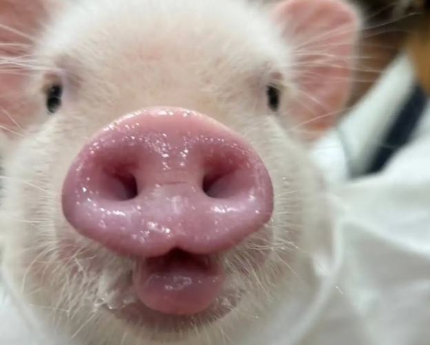 寵物豬飼養 寵物豬飼養