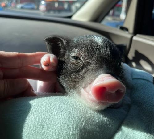 迷你豬飼養 迷你豬飼養