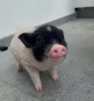 寵物豬壽命 寵物豬壽命