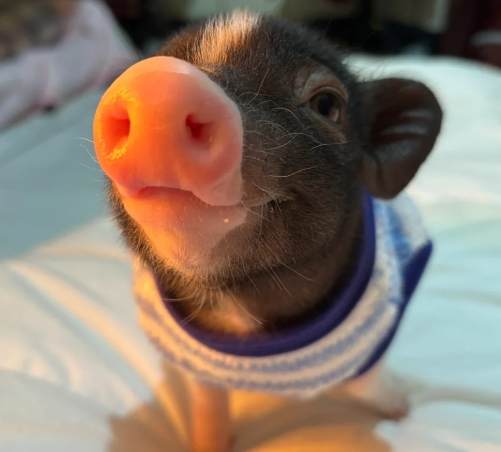 寵物豬照顧 寵物豬照顧