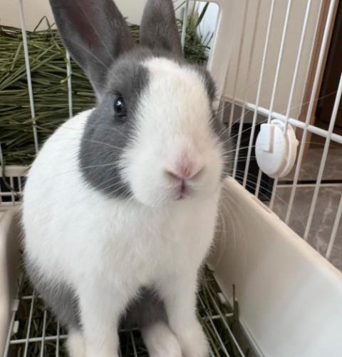 道奇兔飲食 道奇兔飲食