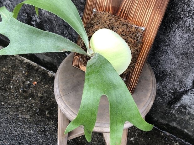 立葉銀鹿鹿角蕨 種植 立葉銀鹿鹿角蕨 種植