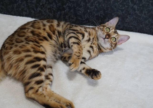 孟加拉豹貓飼養 孟加拉豹貓飼養