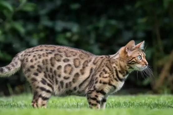 豹貓疾病預防 豹貓疾病預防