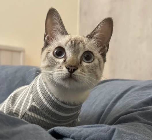 好養貓品種 好養貓品種