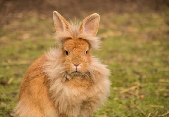 迷你兔體型 迷你兔體型