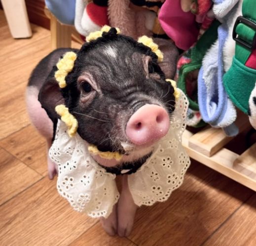 寵物豬臭味 寵物豬臭味