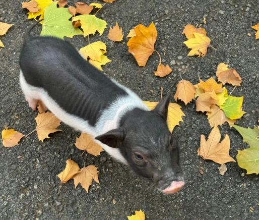 迷你豬價格 迷你豬價格