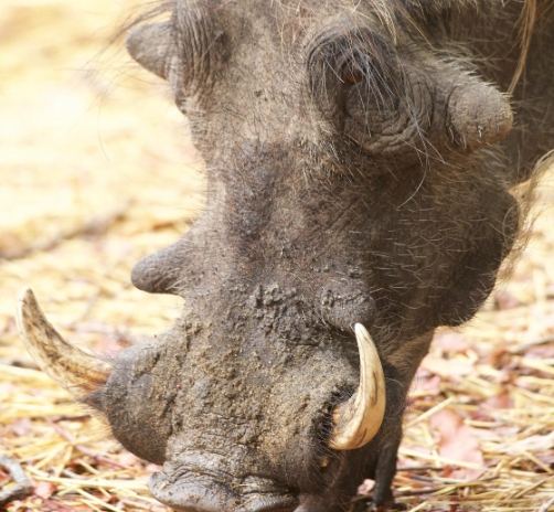 家豬牙齒結構 家豬牙齒結構