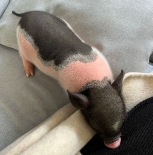 迷你豬購買 迷你豬購買