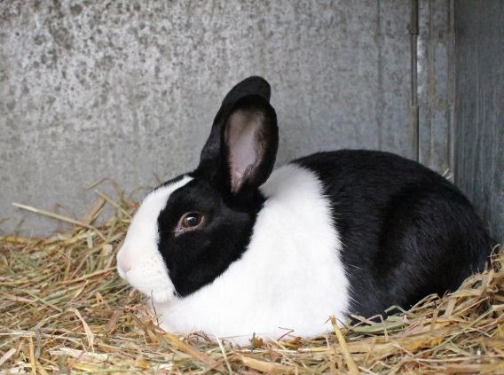 侏儒兔品種 侏儒兔品種