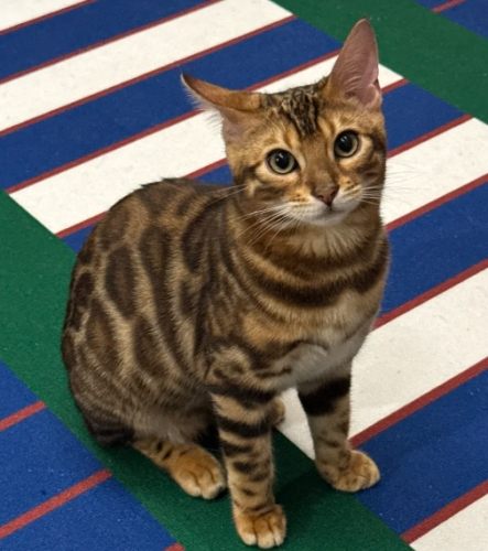 豹貓疾病預防 豹貓疾病預防