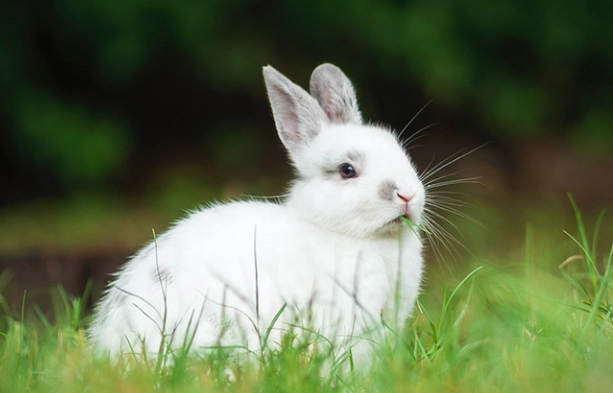 兔子很臭怎麼辦