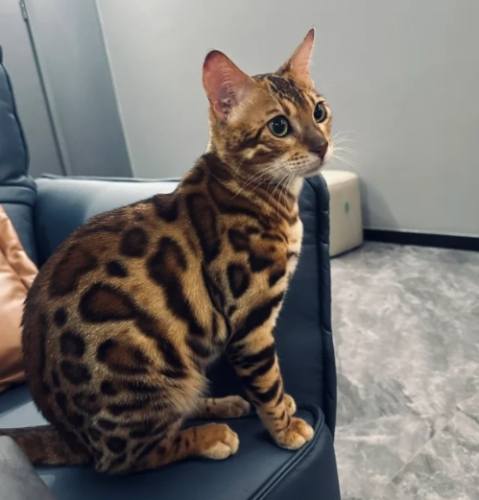 豹貓兇猛 豹貓兇猛