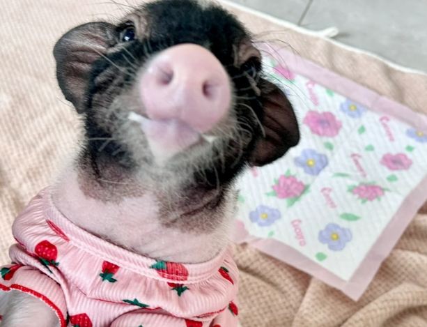 寵物豬聰明嗎 寵物豬聰明嗎