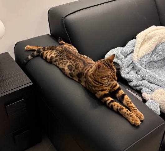 孟加拉豹貓飼養 孟加拉豹貓飼養