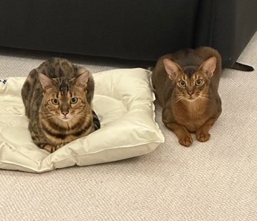 豹貓飼養問題 豹貓飼養問題