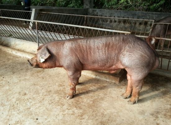 豬養殖時間 豬養殖時間