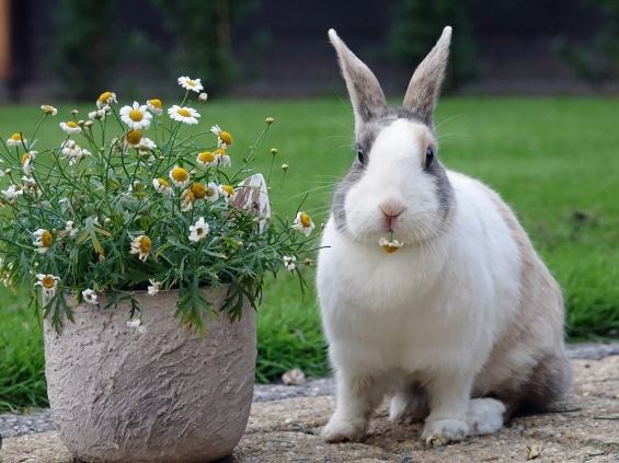 養兔注意事項 養兔注意事項