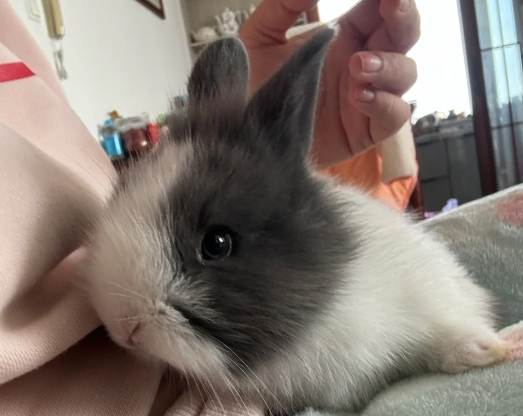 侏儒兔品種 侏儒兔品種