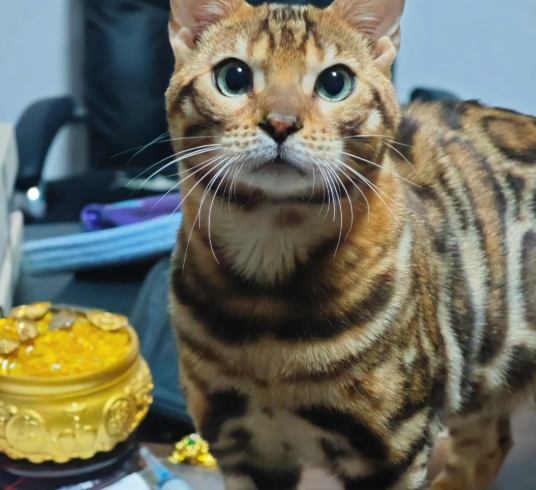 孟加拉豹貓體重