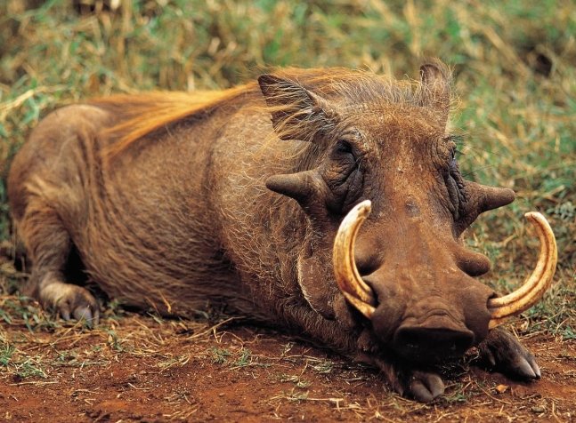 家豬獠牙 家豬獠牙