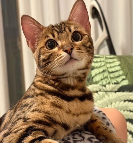 豹貓兇猛 豹貓兇猛