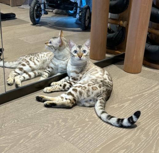 孟加拉豹貓體重