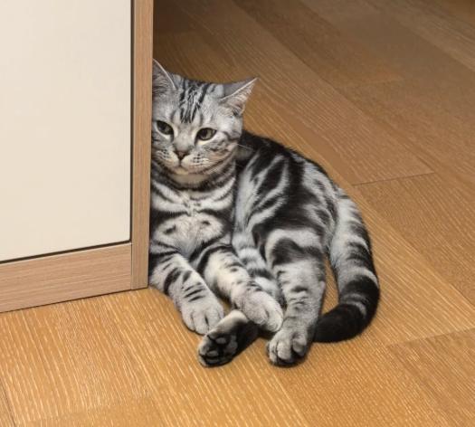 新手養貓 新手養貓