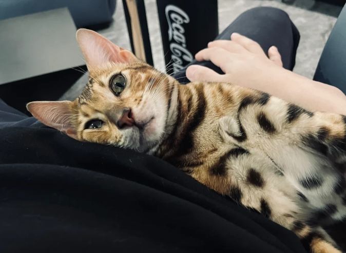 豹貓不好處 豹貓不好處