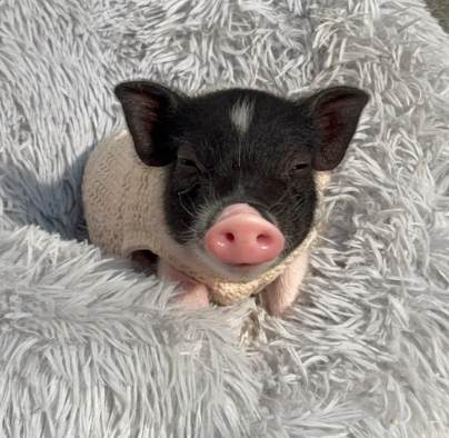 寵物豬照顧 寵物豬照顧