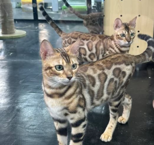 豹貓飼養注意事項 豹貓飼養注意事項