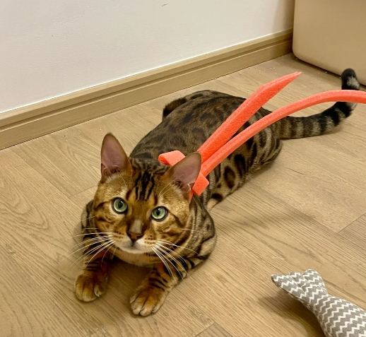 孟加拉貓外觀 孟加拉貓外觀