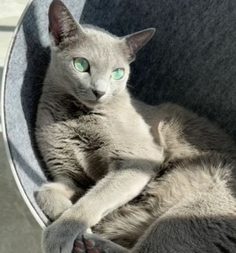 好養貓品種 好養貓品種