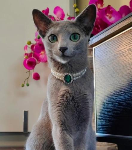 新手養貓 新手養貓