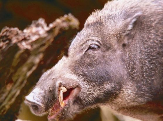 家豬獠牙 家豬獠牙