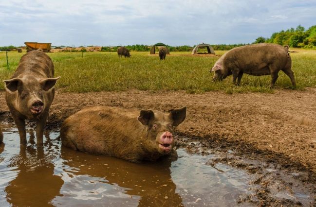 豬一胎生幾隻 豬一胎生幾隻