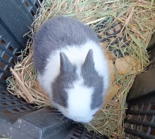 道奇兔飼養 道奇兔飼養