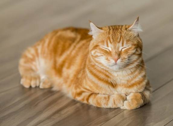 貓科動物 貓科動物