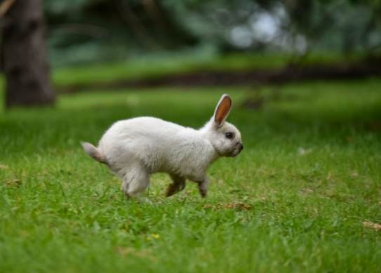 養兔注意事項 養兔注意事項