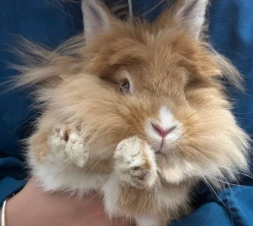 侏儒兔大小 侏儒兔大小