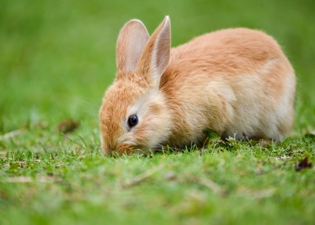 兔子孤獨行為 兔子孤獨行為