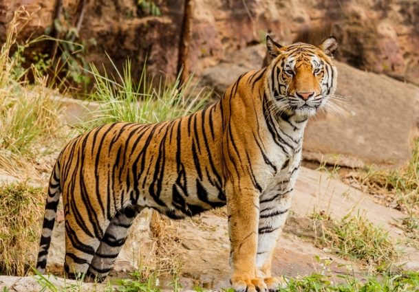 貓科動物 貓科動物