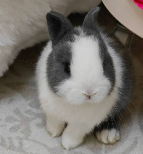 兔子飼養 兔子飼養