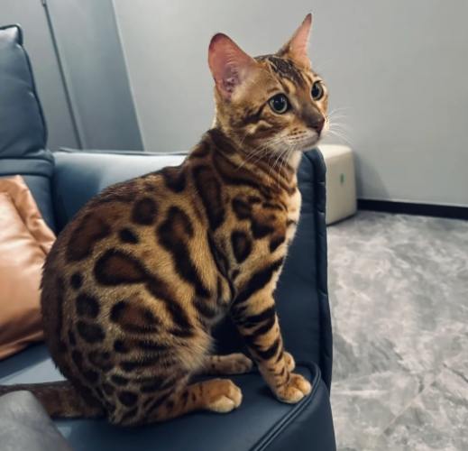 豹貓飼養問題 豹貓飼養問題