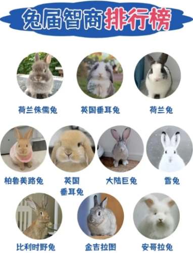 哪種兔子最聰明？