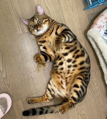 豹貓適合新手嗎 豹貓適合新手嗎